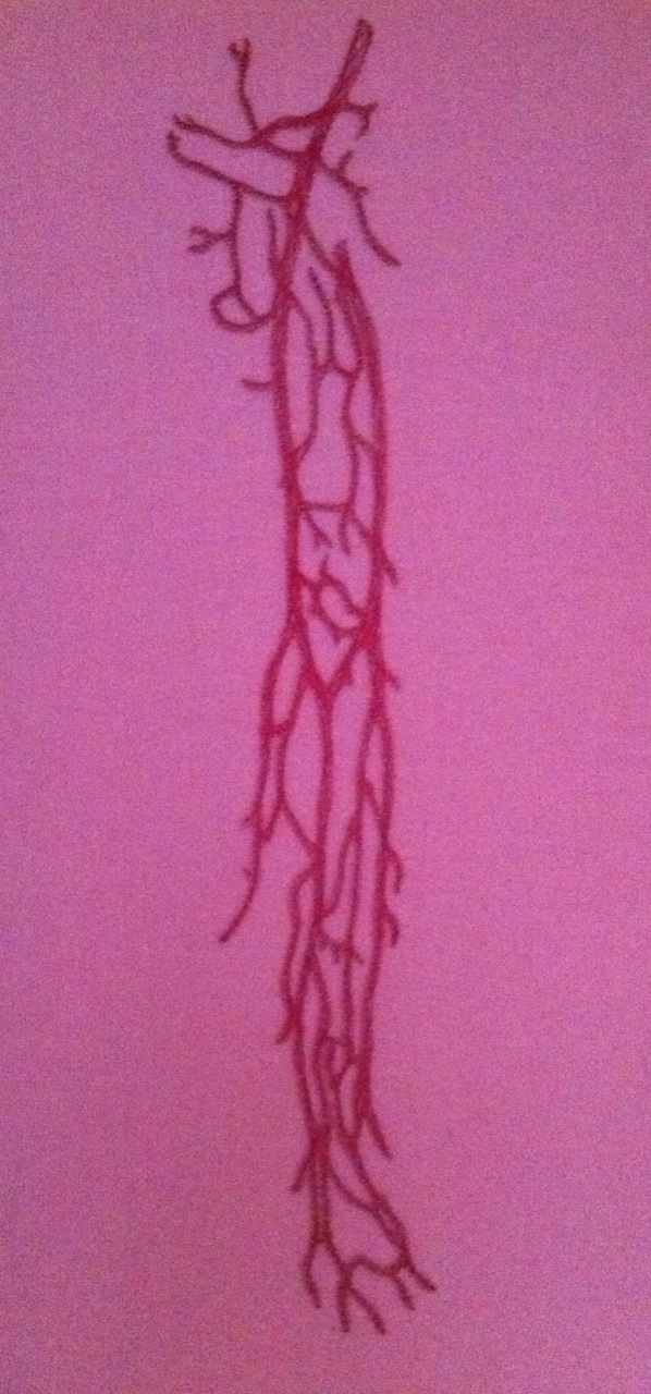 Système veineux du bras